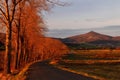 Country road with old tree alley Royalty Free Stock Photo