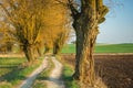 Country road between old trees Royalty Free Stock Photo