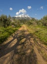 A country road through an olive garden to Mount Dirfys on the Greek island of Evia in Greece