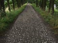 A country road paved with gravel and asphalt leading between two rows of oak trees