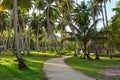 Country road through plantation of coconut trees. Royalty Free Stock Photo