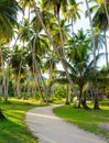 Country road through plantation of coconut trees. Seychelles Royalty Free Stock Photo