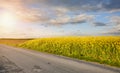 Country road by a rapeseed field in blossom at sunset Royalty Free Stock Photo