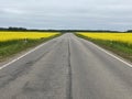 country road through a rapeseed field on a summer day Royalty Free Stock Photo