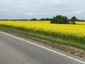 country road through a rapeseed field on a summer day Royalty Free Stock Photo