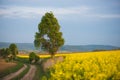 Country road in rapeseed flower field Royalty Free Stock Photo