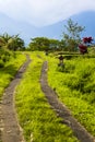 Country road at rice fields of Jatiluwih in southeast Bali Royalty Free Stock Photo