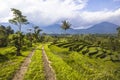 Country road at rice fields of Jatiluwih in southeast Bali Royalty Free Stock Photo