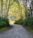 Country road running through the summer deciduous forest at dawn. Morning light falls on a forest road Royalty Free Stock Photo