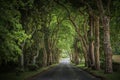 Country road running through tree alley Royalty Free Stock Photo