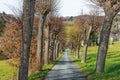 Country road running through tree alley Royalty Free Stock Photo