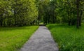 Country road running through tree alley in the morning sun Royalty Free Stock Photo