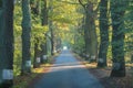 Country road running through tree alley. Way along the autumn trees in the morning. Beautiful sunny day in landscape. Royalty Free Stock Photo