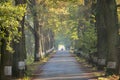 Country road running through tree alley. Way along the autumn trees in the morning. Beautiful sunny day in landscape. Royalty Free Stock Photo