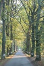 Country road running through tree alley. Way along the autumn trees in the morning. Beautiful sunny day in landscape. Royalty Free Stock Photo