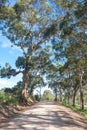 Country road in rural australia, with tall old gum trees