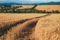 Country road through rural meadow. Gold wheat field in sunrise summer light. Natural photo, vintage colors Royalty Free Stock Photo