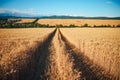 Country road through rural meadow. Gold wheat field in sunrise summer light. Natural photo, vintage colors Royalty Free Stock Photo