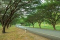 Country road through with Samanea saman or Big rain tree