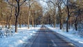 Country road in the snowy woods in the Netherlands on a winter day Royalty Free Stock Photo