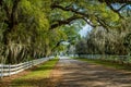 Country road, spanish moss, louisiana Royalty Free Stock Photo