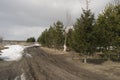 Country road in spring along pine trees and fields with last year`s grass Royalty Free Stock Photo