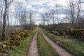 Country road surrounded by mossy dry stone walls