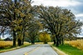 Country Road, Tall Trees, Cornfield, Fall Royalty Free Stock Photo