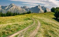 Country road in to the forest along the meadow Royalty Free Stock Photo