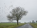 Country road and tree with flock of sparrows in the dutch province of groningen