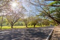 Country road with tree line tunnel.