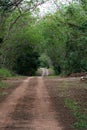 Country road tree tunnel