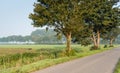 Country road with trees in early morning sunlight Royalty Free Stock Photo