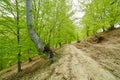 Country road trough a beech forest Royalty Free Stock Photo