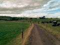 A country road between two farm fields in Ireland in summer. A herd of cows grazing on a green farm pasture. Rustic landscape, Royalty Free Stock Photo