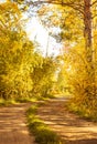 Country road with tyre tracks is covered with fallen dry leaves in the autumn forest at sunny day, scenic fall landscape Royalty Free Stock Photo