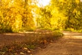 Country road with tyre tracks is covered with fallen dry leaves in the autumn forest at sunny day, scenic fall landscape Royalty Free Stock Photo