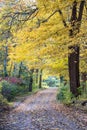 A country road in the USA is covered in golden oak leaves, and a canopy of yellow and gold float above Royalty Free Stock Photo