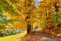 Country road through vibrant autumn maple leaves