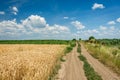 Country road through wheat field with a blue sky full of white clouds Royalty Free Stock Photo