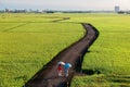 A country road winding through the golden rice fields in Ilan Taiwan Royalty Free Stock Photo