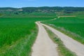 Country road winding between vivid green fields of barley. Concepts of freedom, path, harmony. Royalty Free Stock Photo