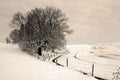 Country road in a winter day.