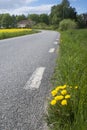 Country road wity dandelions