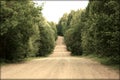 Country road in a wood