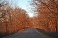 Country Road Through The Woods