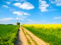 Country road in a yellow field of rapeseed Royalty Free Stock Photo