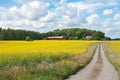 Country road in yellow meadow