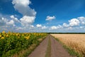 Country road between yellow sunflower and gold wheat fields, bright blue sky with white clouds, Ukraine Royalty Free Stock Photo