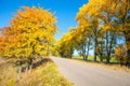 Country road with yellow trees on the roadsides